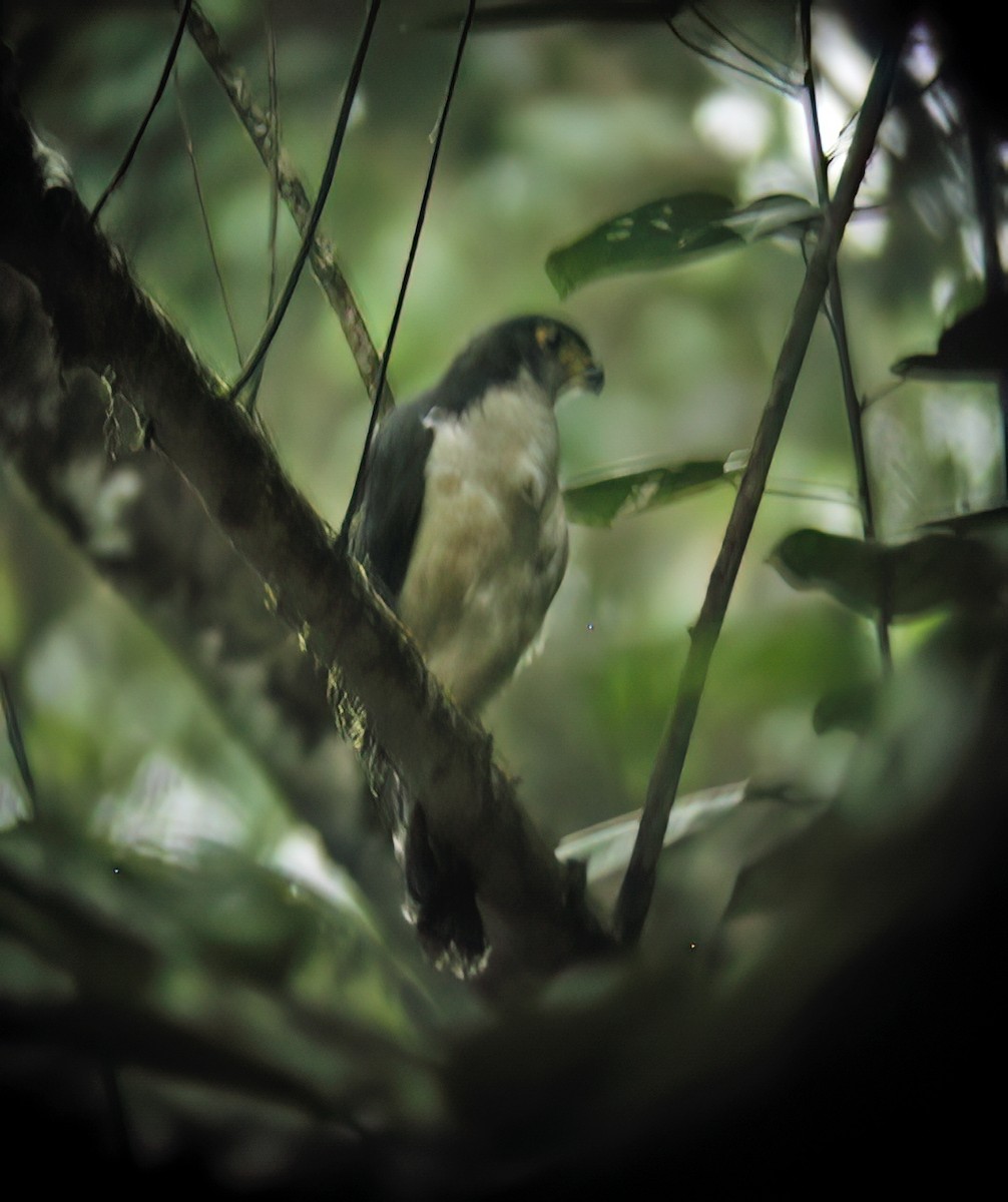 Slaty-backed Forest-Falcon - ML632984794