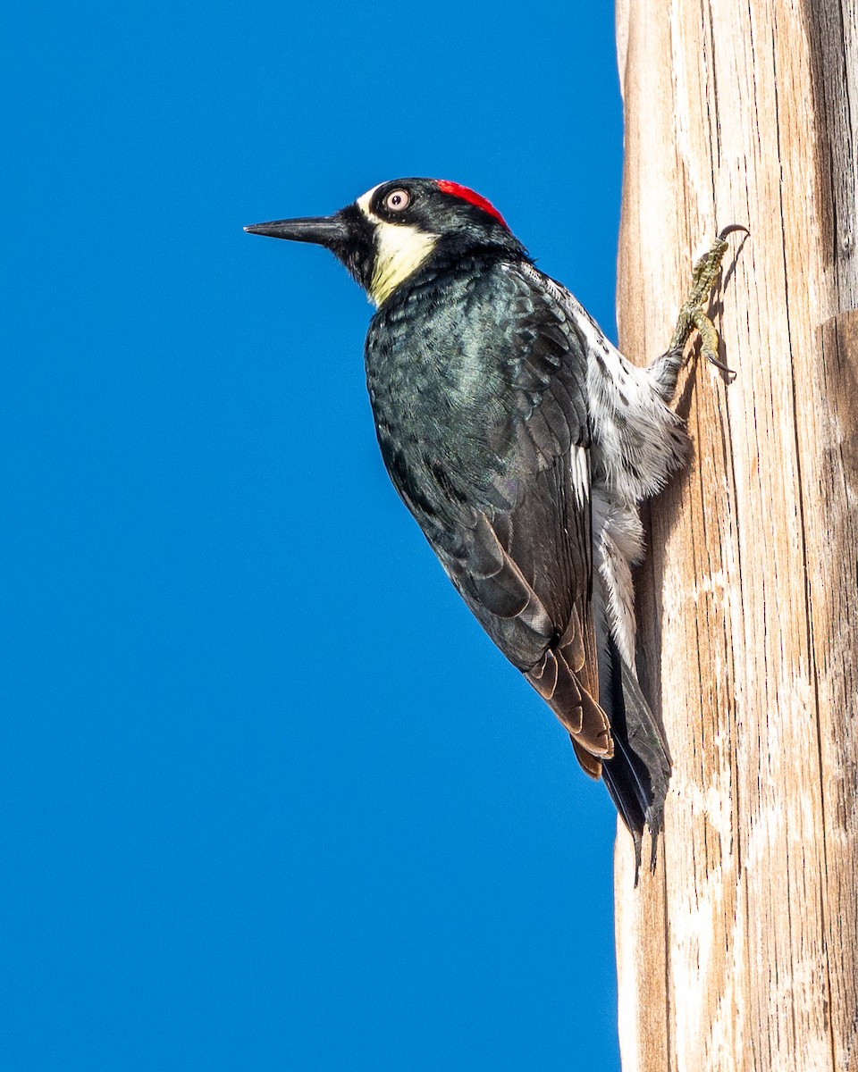 Acorn Woodpecker - ML632984797