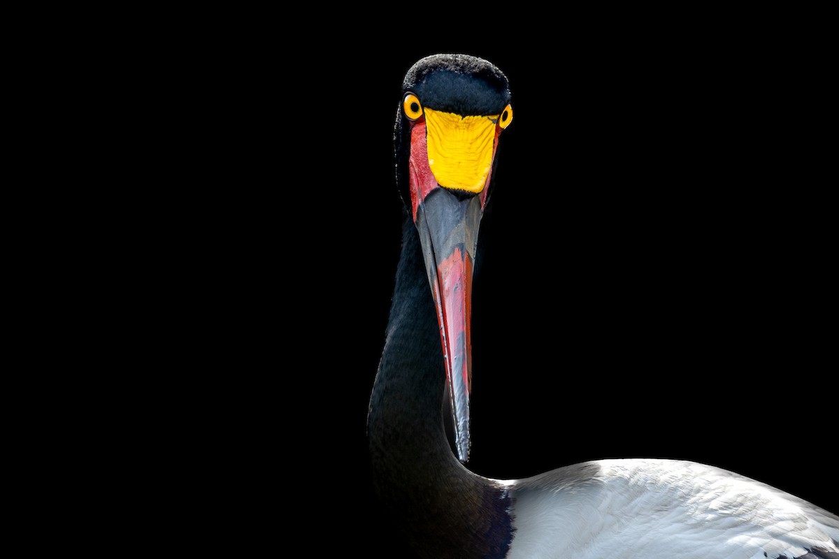 čáp sedlatý - ML632984809