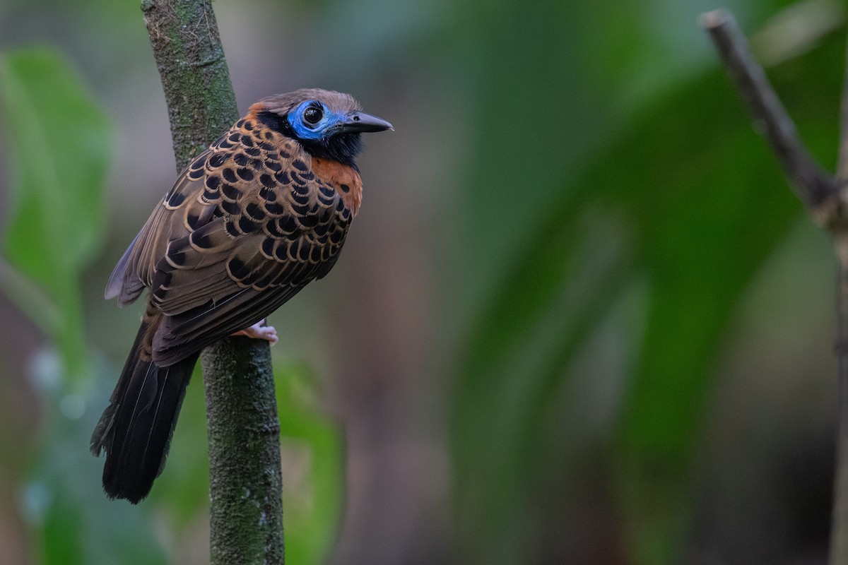 Ocellated Antbird - ML632984861