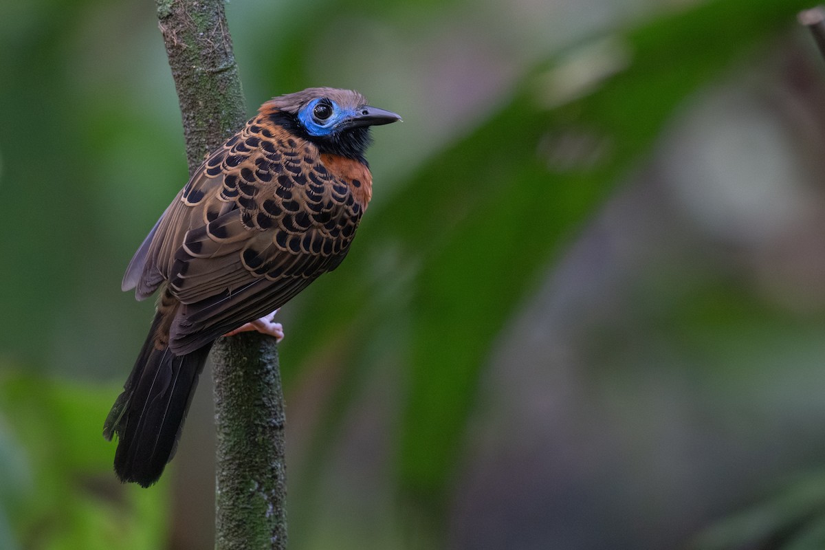 Ocellated Antbird - ML632984862