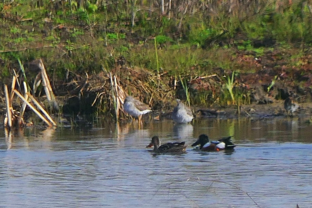 Greater Yellowlegs - ML632984865