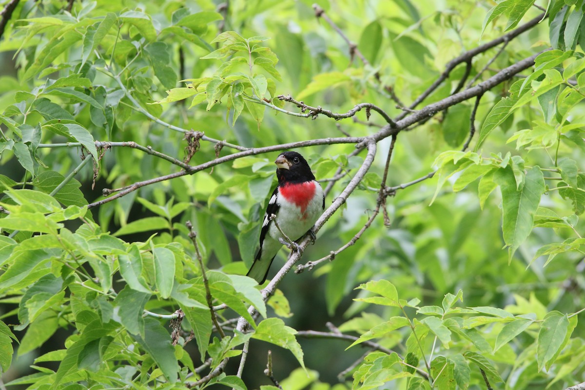 Rose-breasted Grosbeak - ML63298491