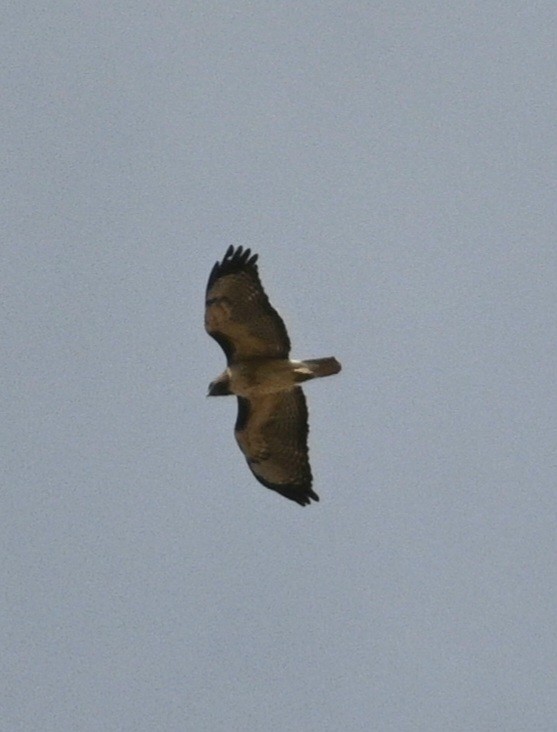 Red-tailed Hawk - ML632984922