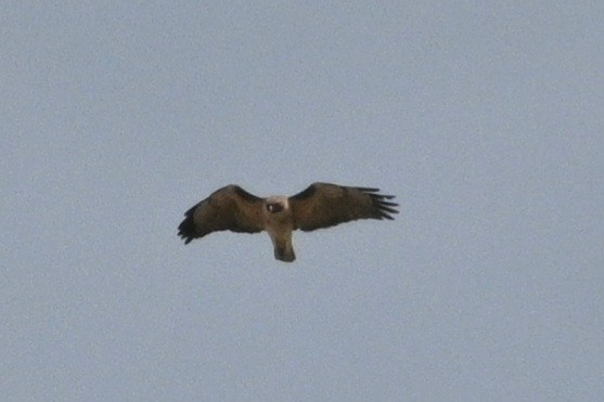 Red-tailed Hawk - ML632984923