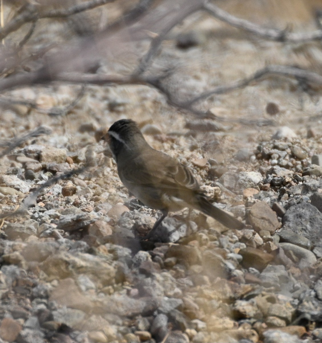 Black-throated Sparrow - ML632984943