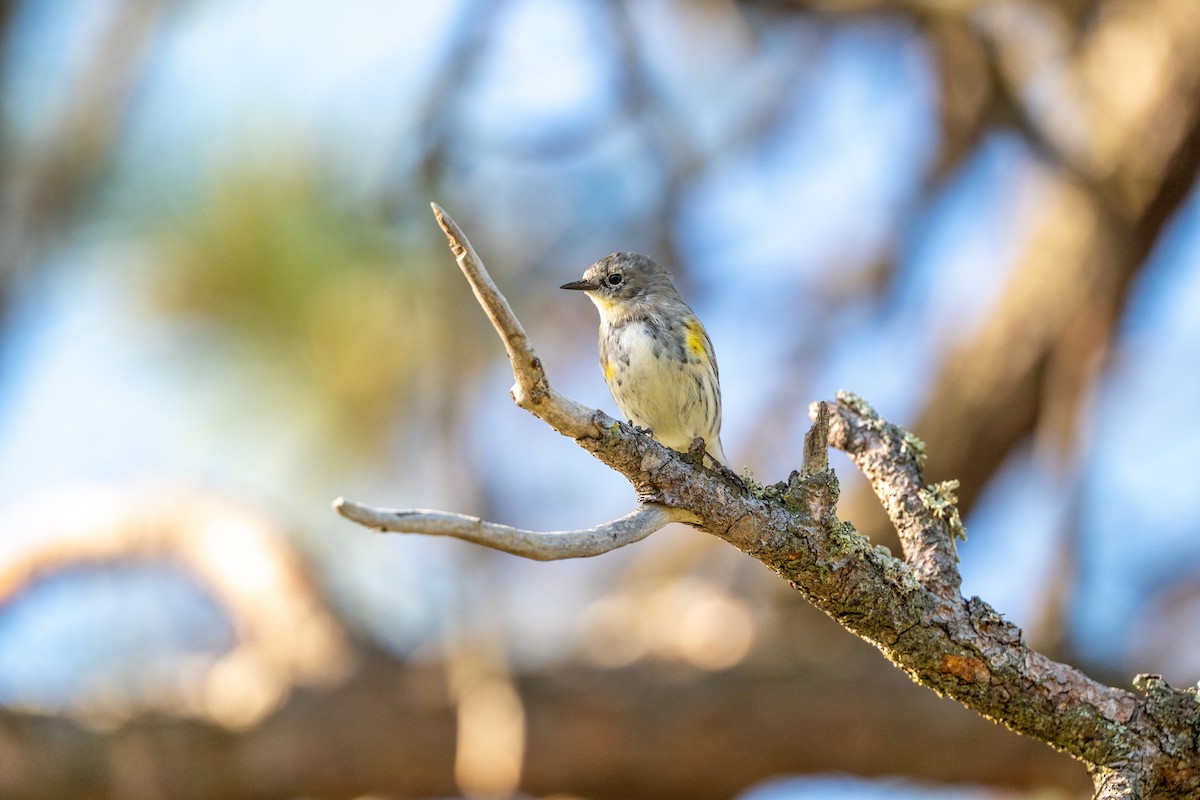 Yellow-rumped Warbler - ML632984973