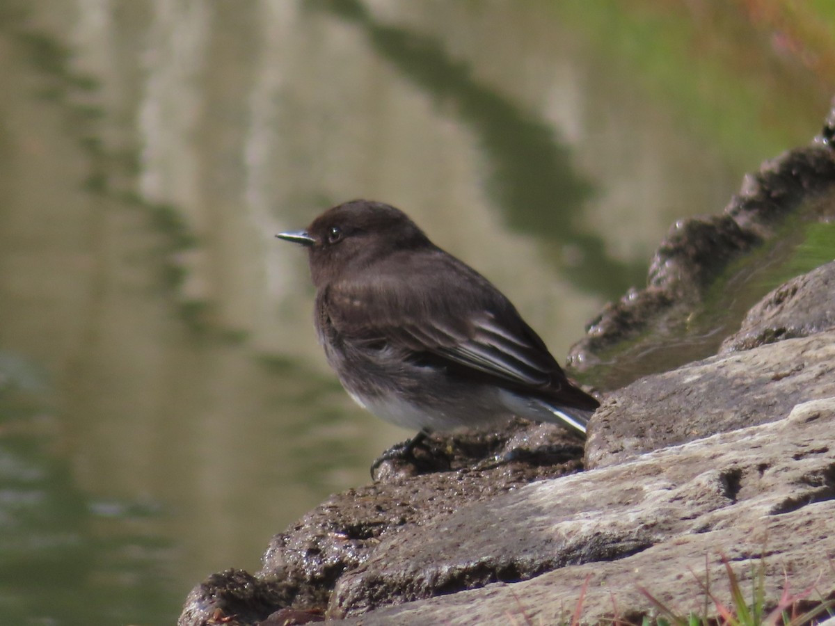 Black Phoebe - ML632985033