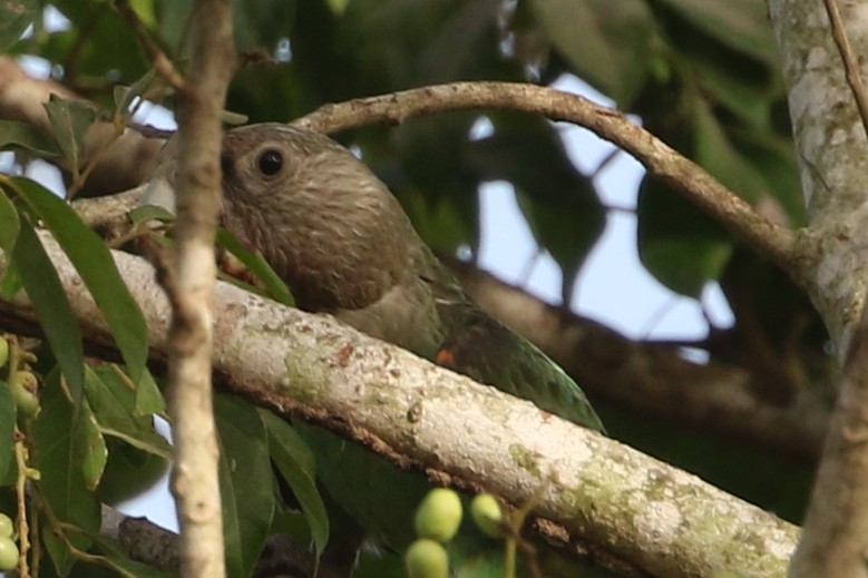 Brown-necked Parrot (Brown-necked) - ML632985040