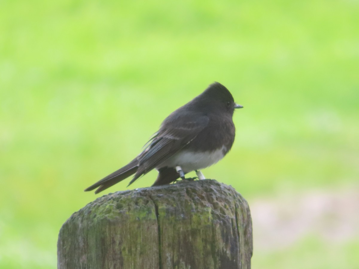 Black Phoebe - ML632985056