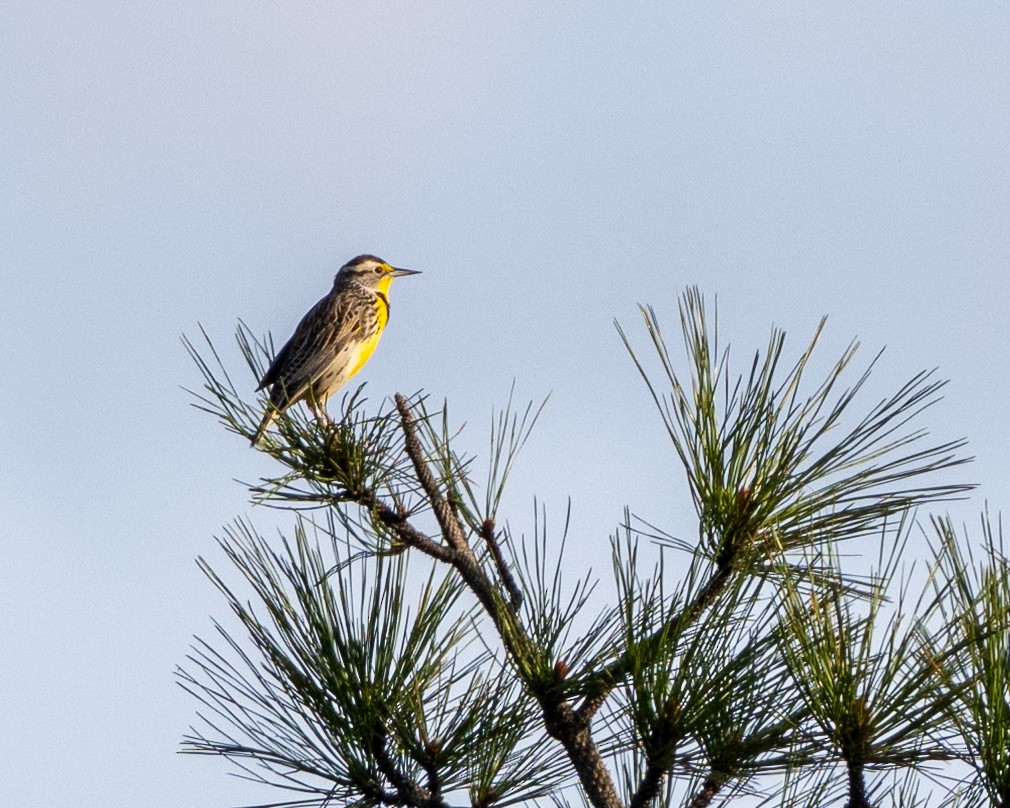 Western Meadowlark - ML632985083
