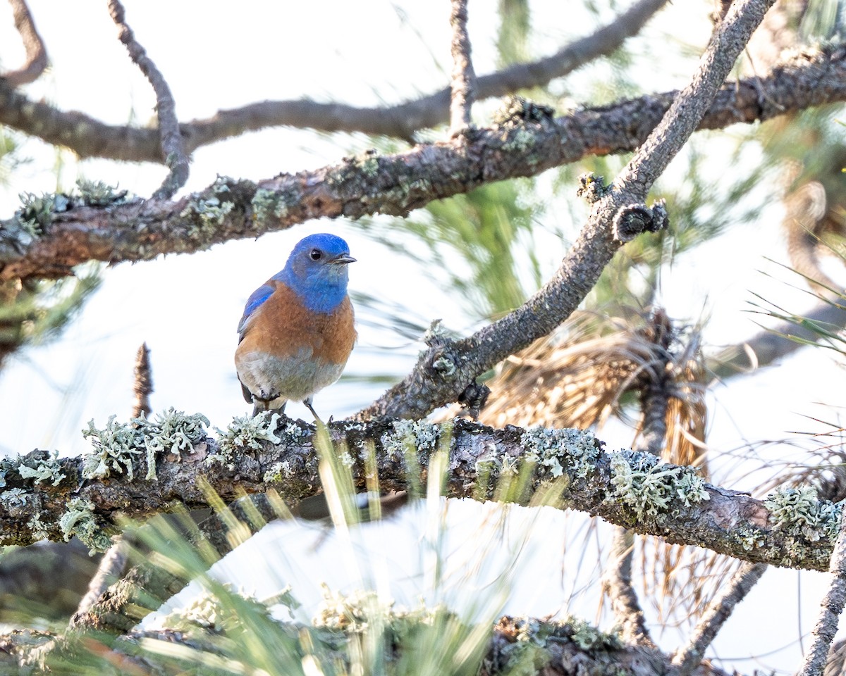 Western Bluebird - ML632985108