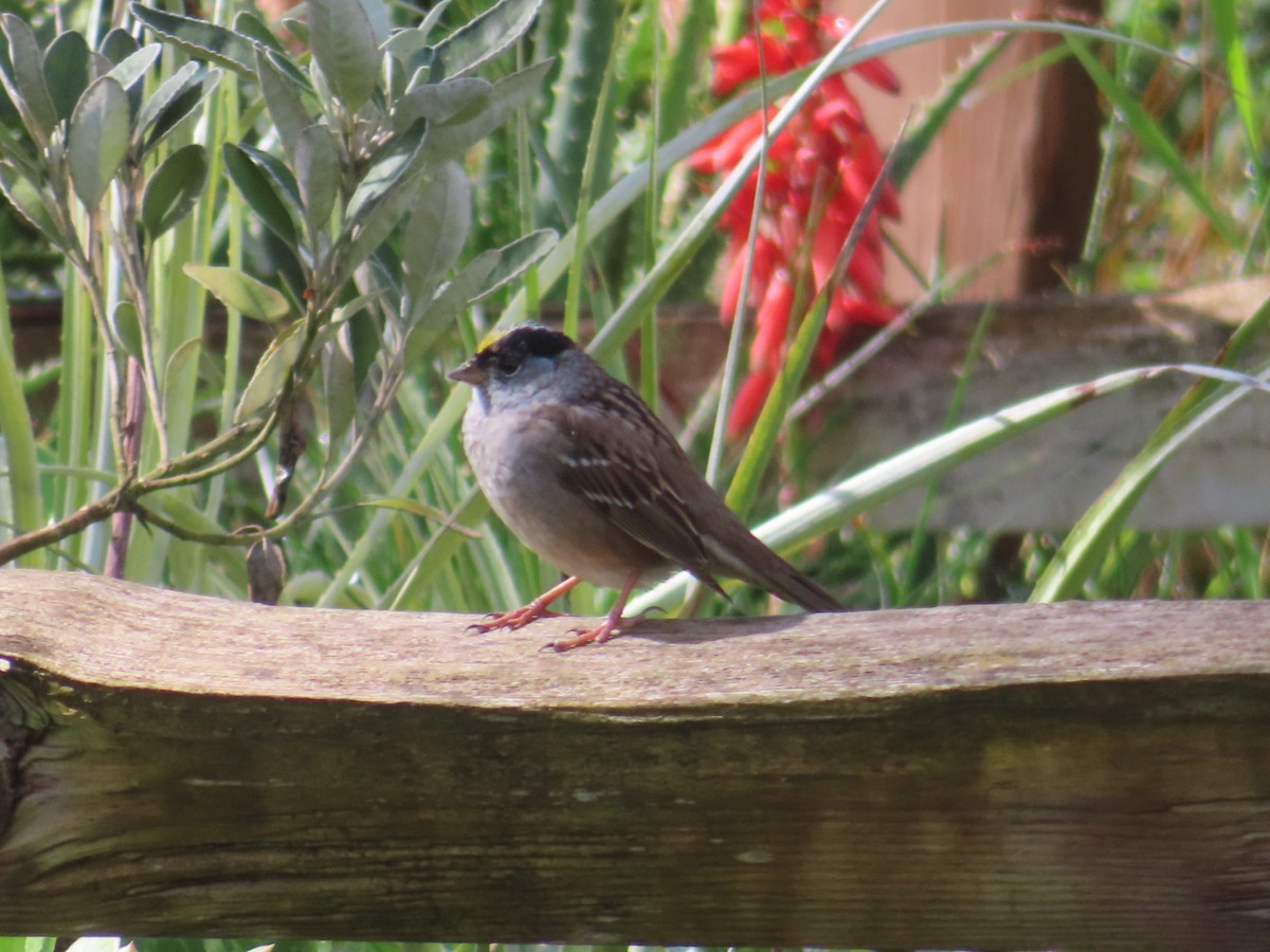 Golden-crowned Sparrow - ML632985122