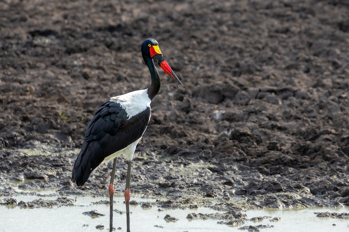 čáp sedlatý - ML632985127