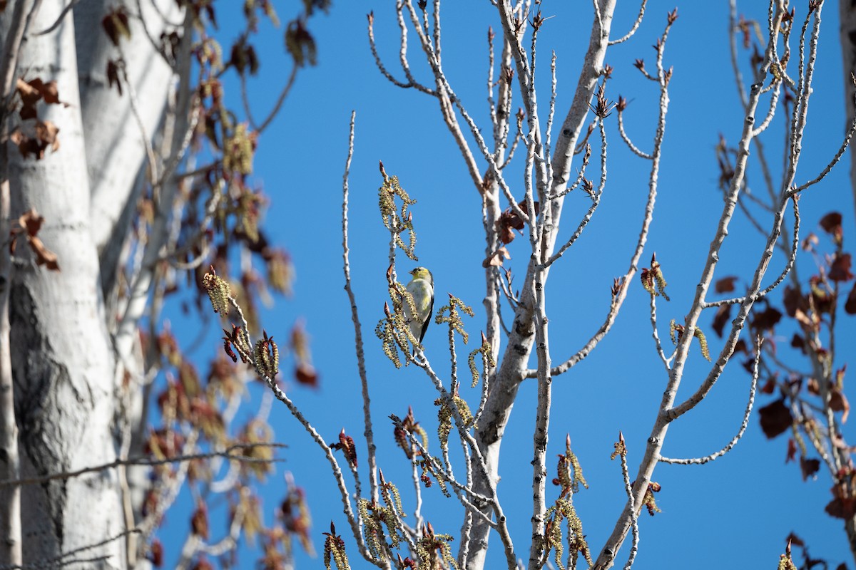 American Goldfinch - ML632985155