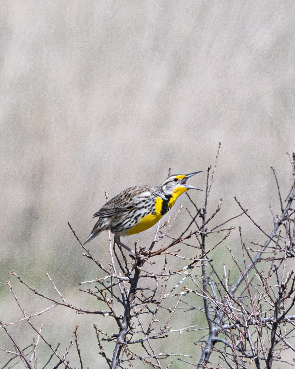 Western Meadowlark - ML632985259