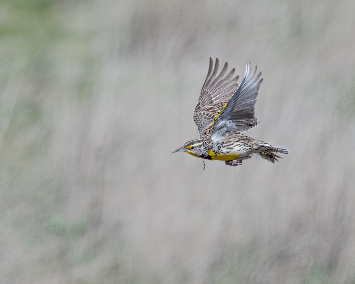 Western Meadowlark - ML632985260