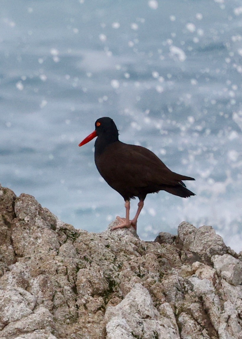 Black Oystercatcher - ML632985296