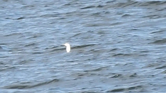 Plongeon catmarin - ML632985310