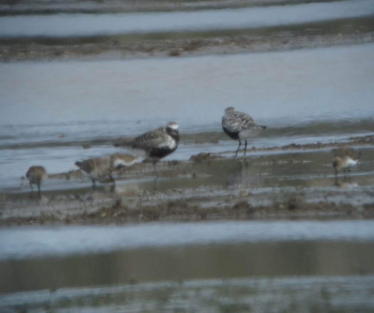 Black-bellied Plover - ML632985334