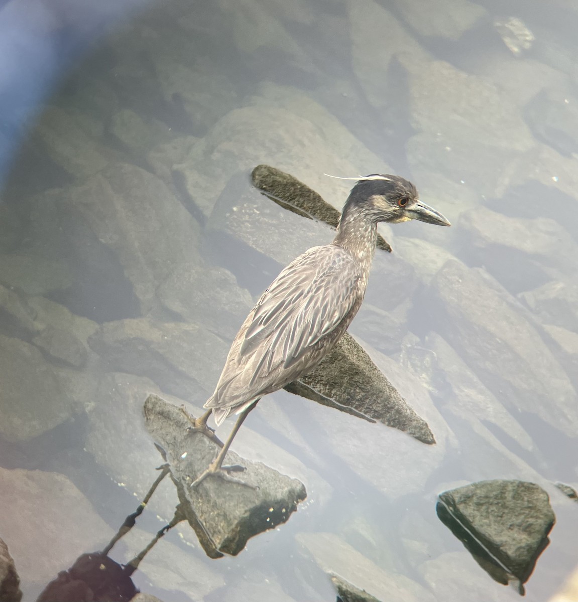 Yellow-crowned Night Heron - ML632985427