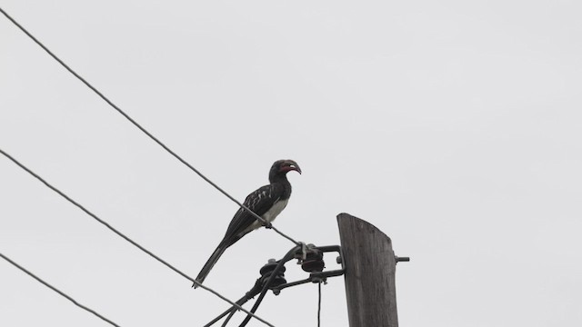 Hemprich's Hornbill - ML632985519