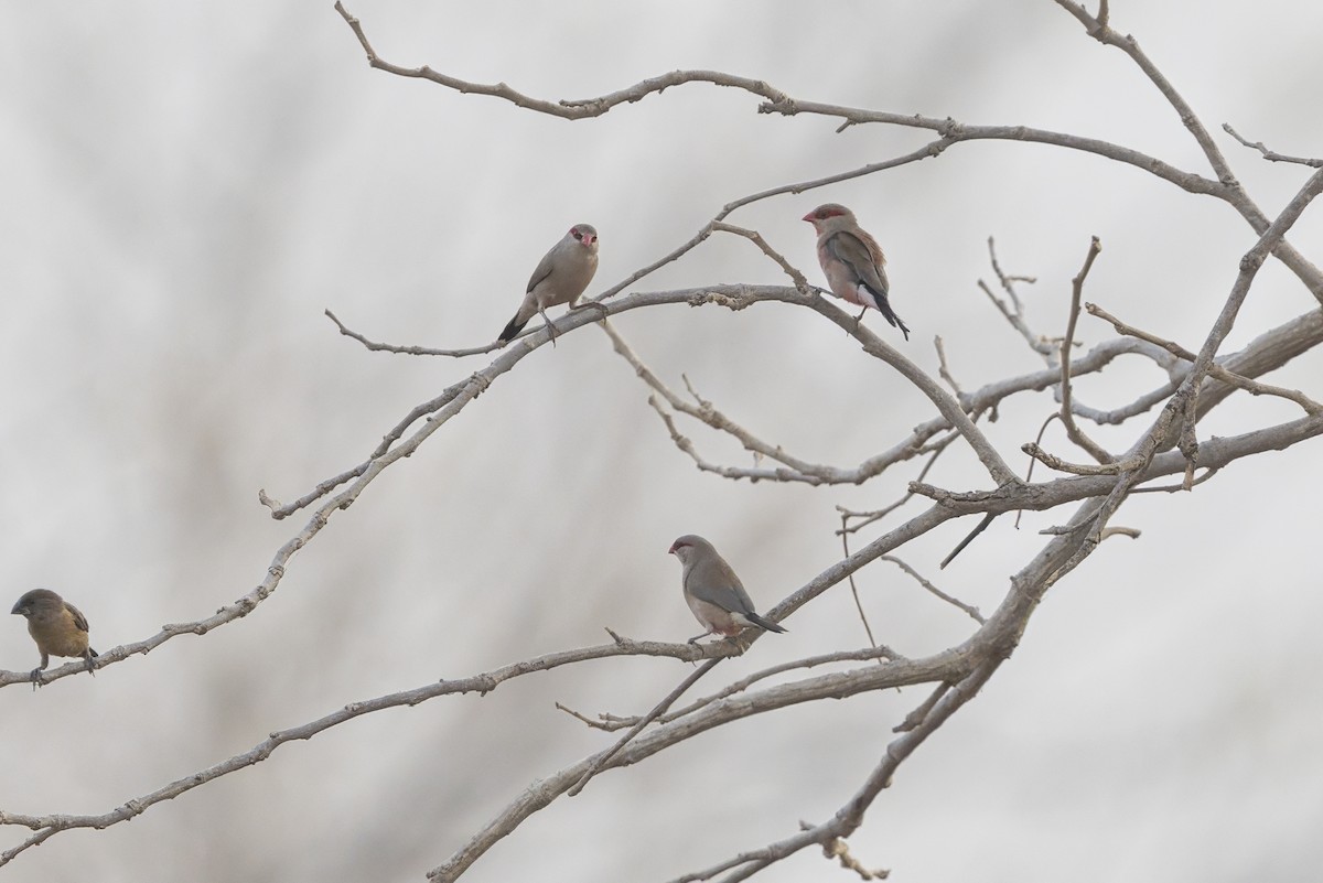 Black-rumped Waxbill - ML632985522