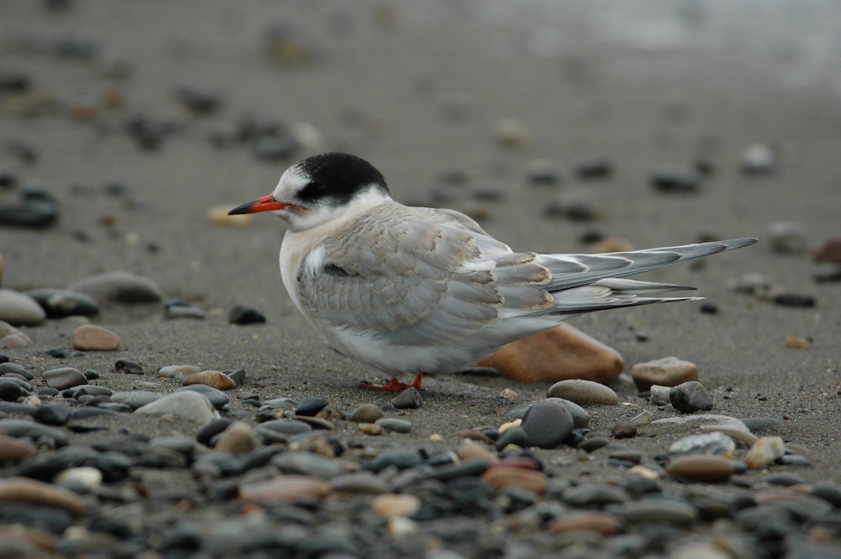 Arctic Tern - ML63298591