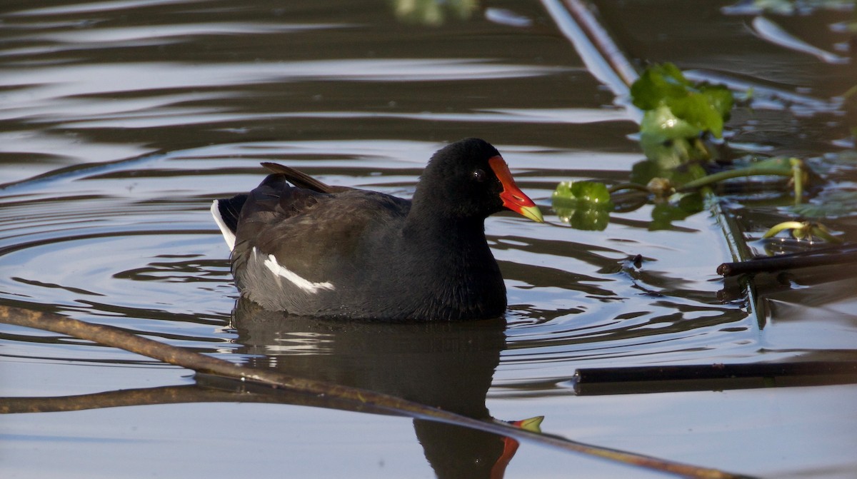 Common Gallinule - Peter Svensson