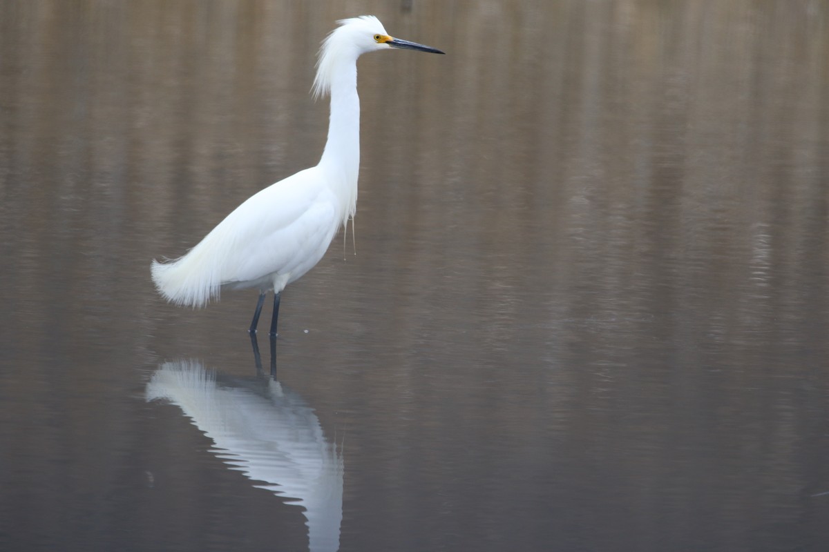 Snowy Egret - ML632986158
