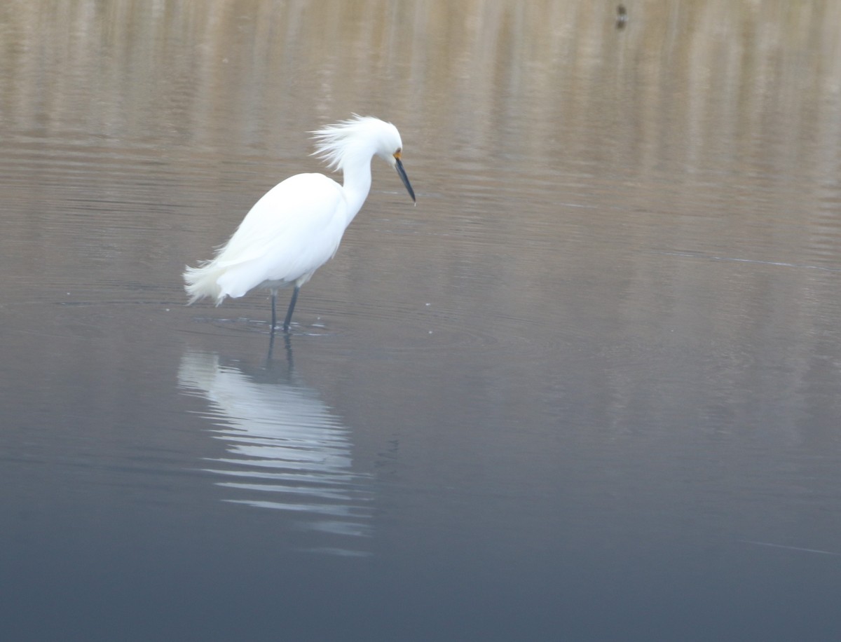 Snowy Egret - ML632986174