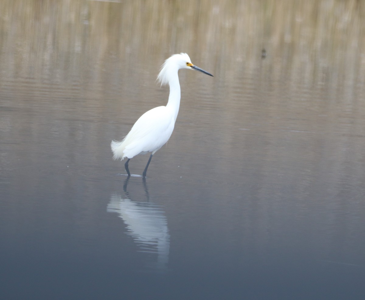 Snowy Egret - ML632986175