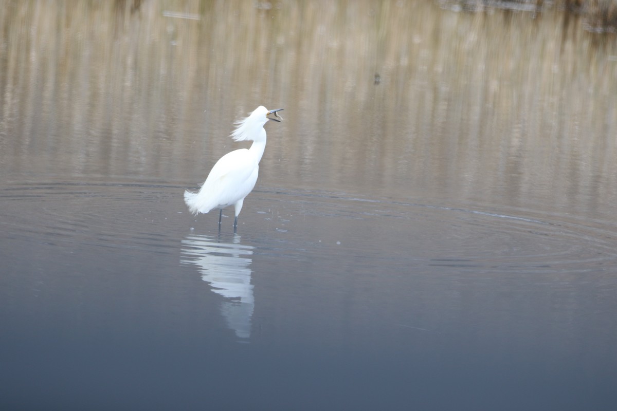 Snowy Egret - ML632986201