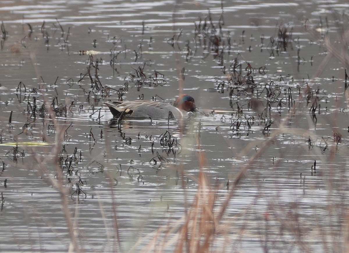 Ногоохон нугас - ML632986276