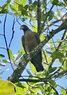 Rufous Crab Hawk - ML632986339