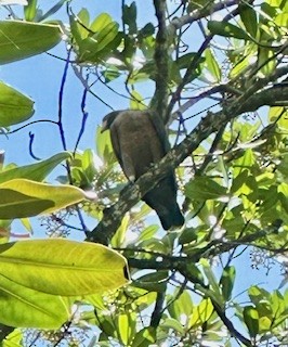 Rufous Crab Hawk - ML632986347