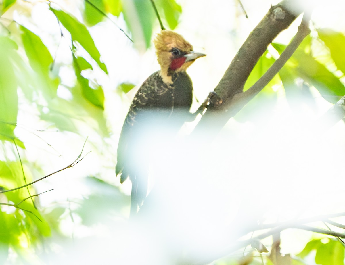 Pale-crested Woodpecker - ML632986715