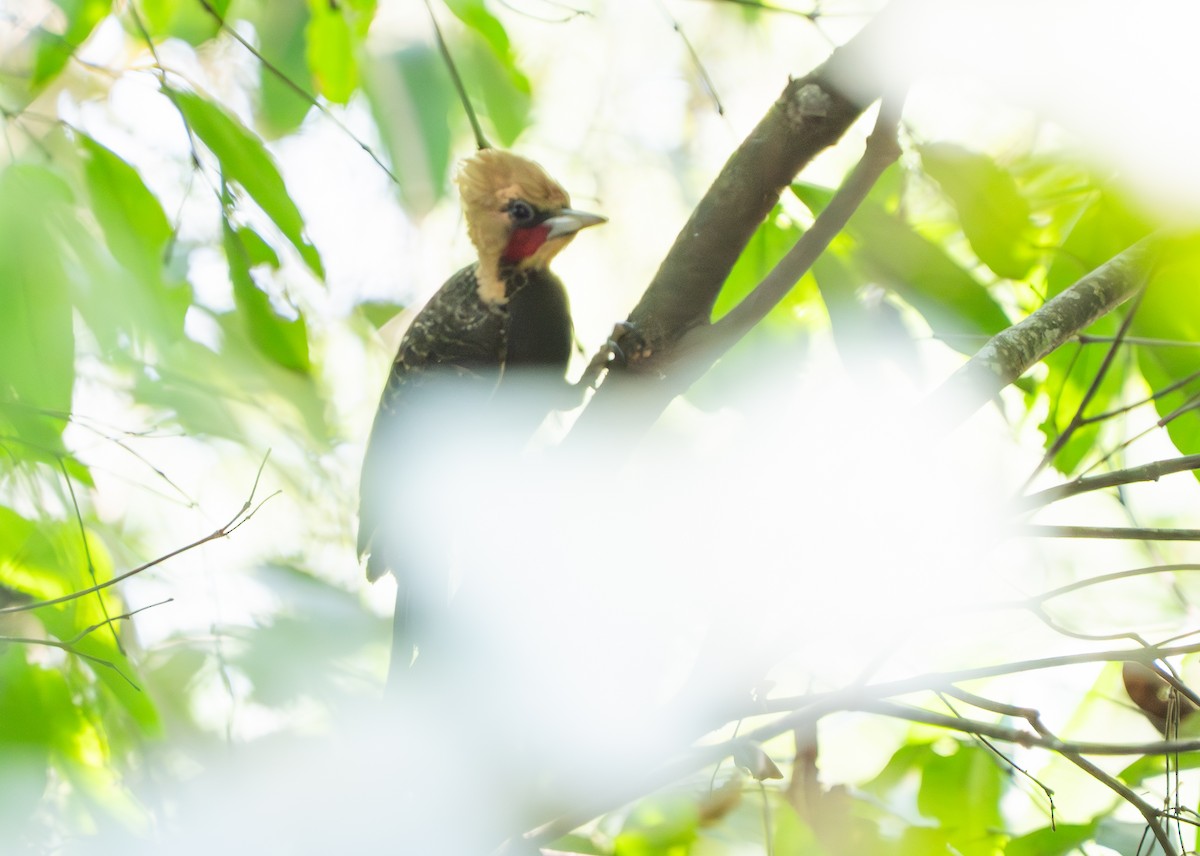 Pale-crested Woodpecker - ML632986721