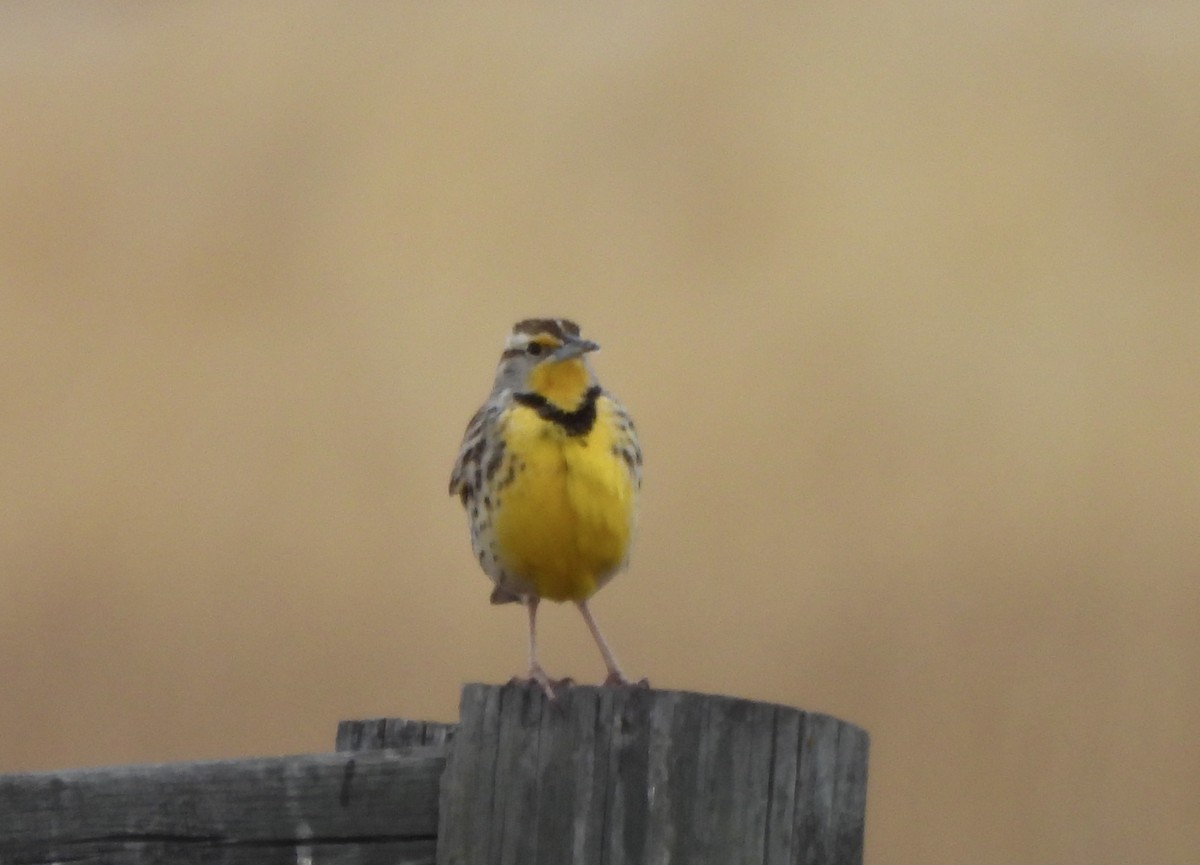 Western Meadowlark - ML632986743