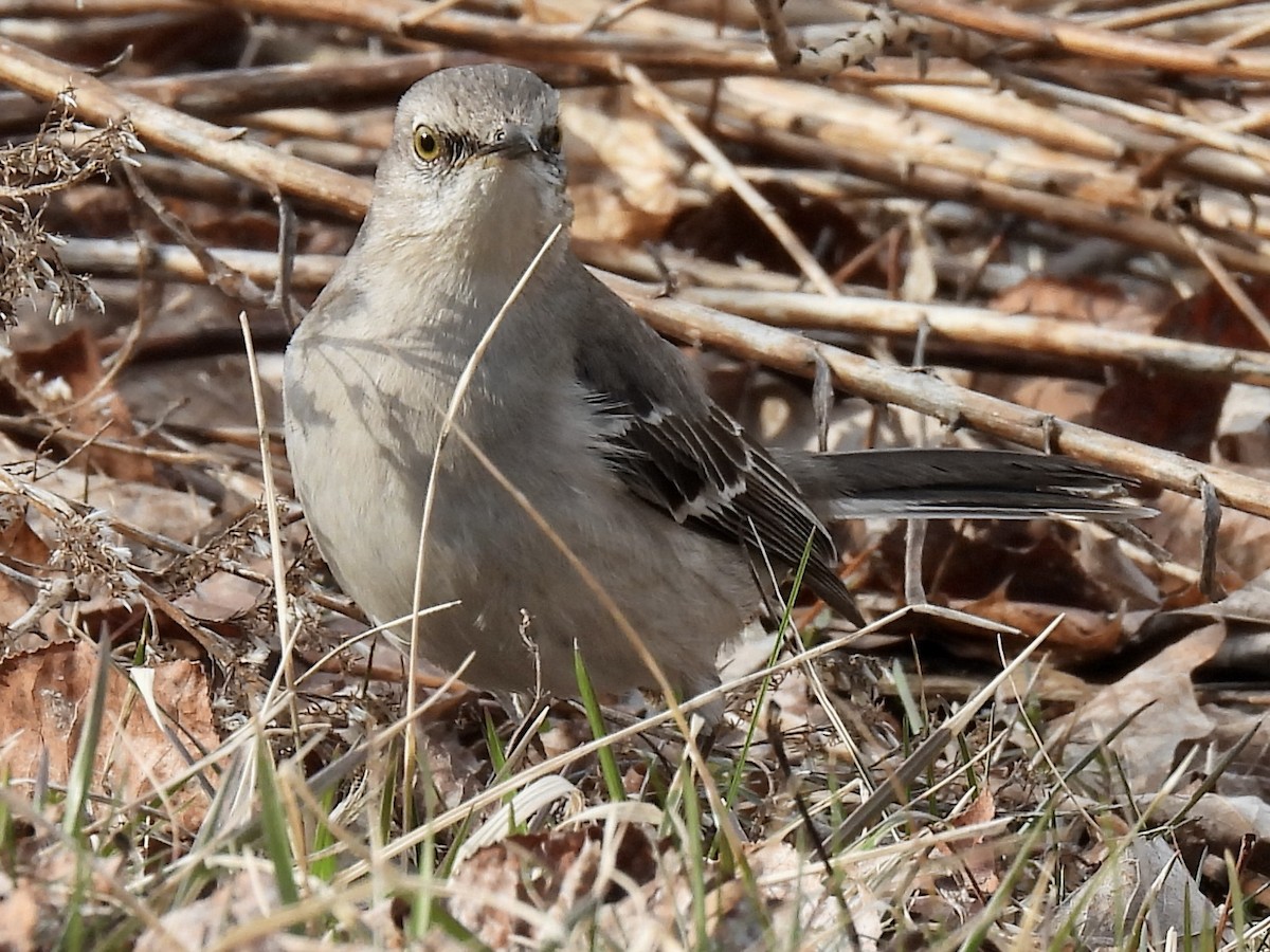 Northern Mockingbird - ML632986760
