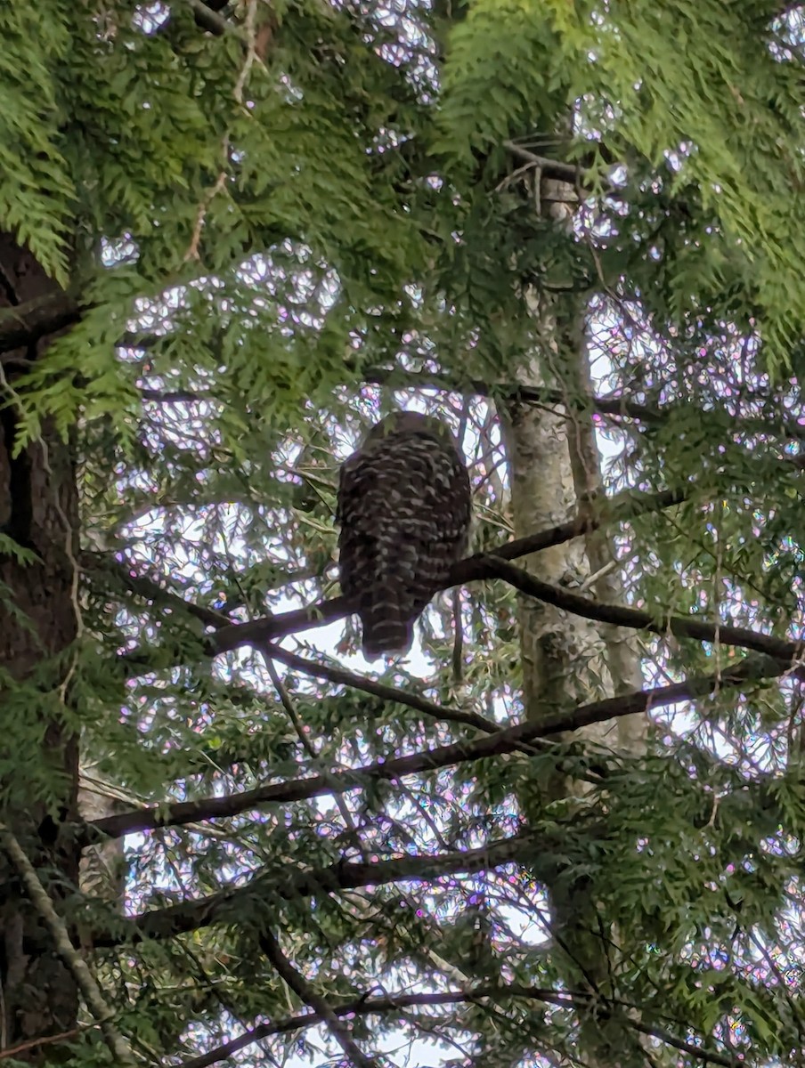 Barred Owl - ML632986826
