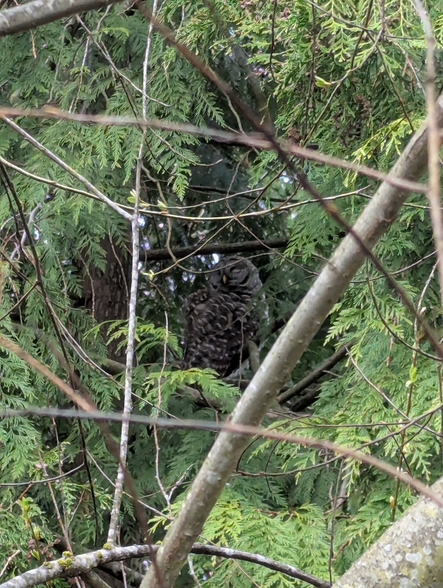 Barred Owl - ML632986827