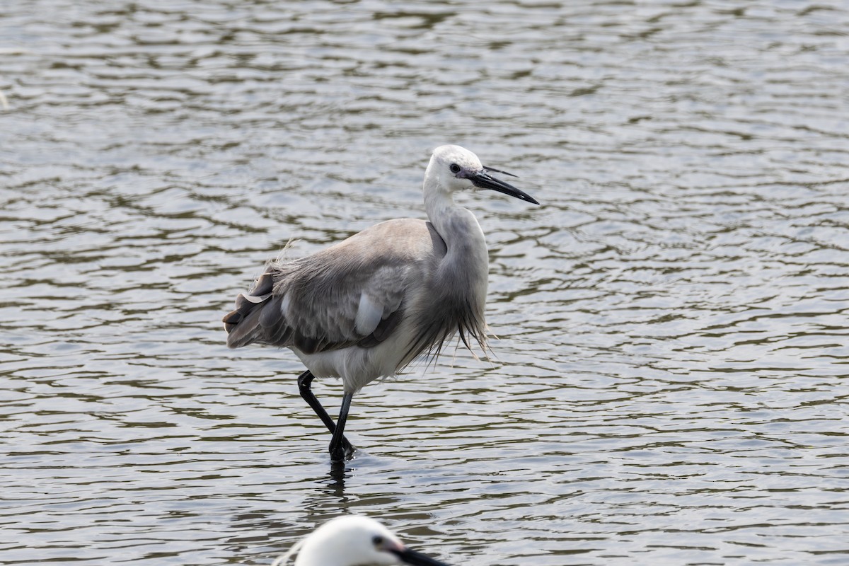 Little Egret - ML632987027