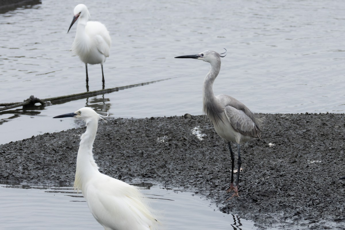 Little Egret - ML632987033