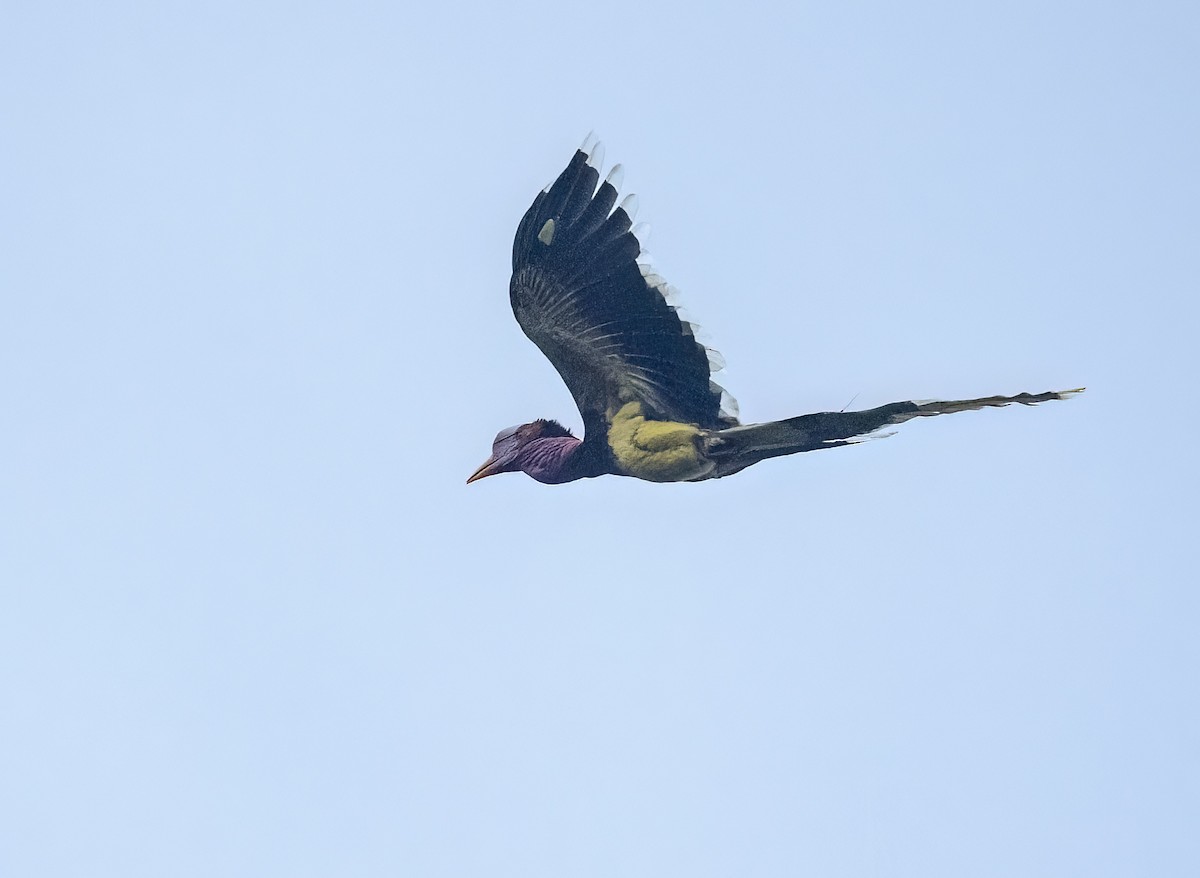 Helmeted Hornbill - ML632987044