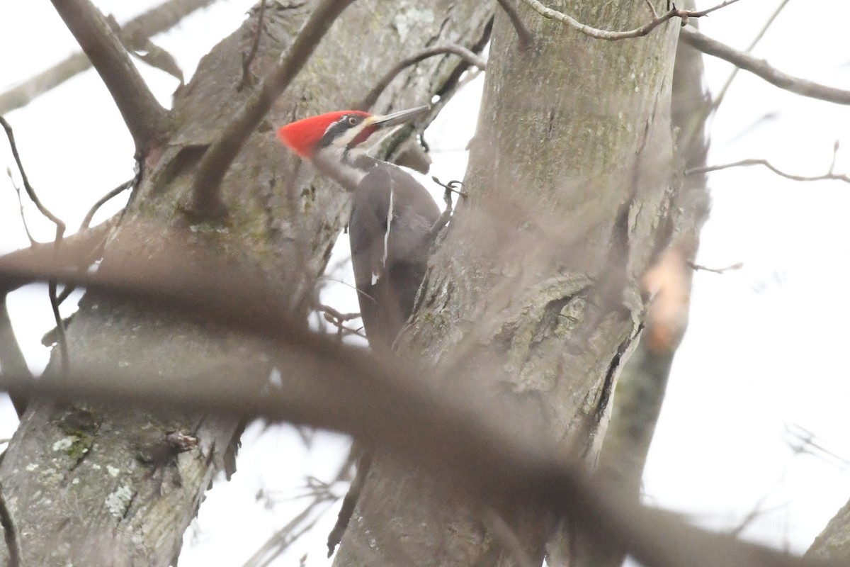 Pileated Woodpecker - ML632987126