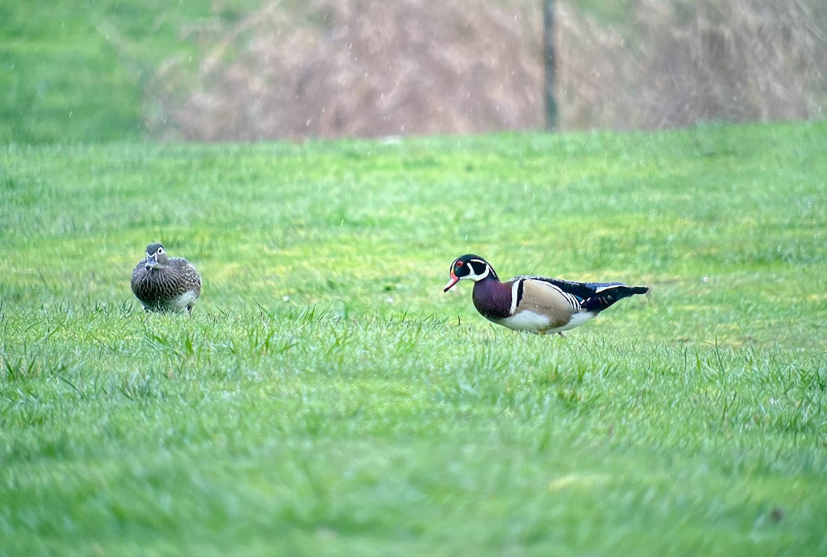 Wood Duck - ML632987248