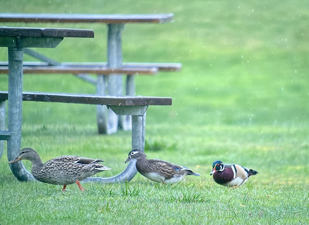 Wood Duck - ML632987249