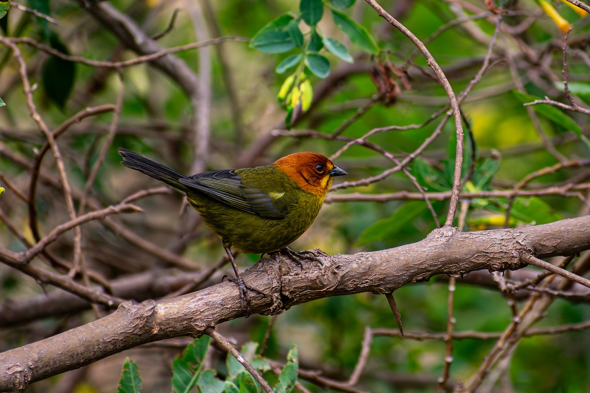 Fulvous-headed Brushfinch - ML632987385