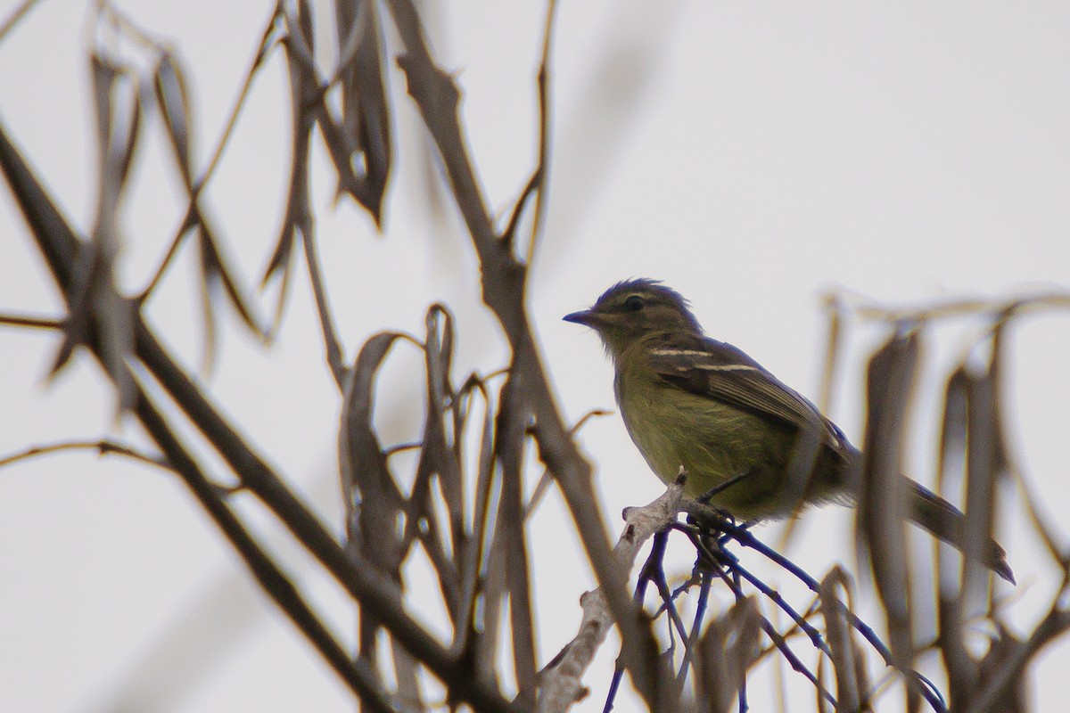 Highland Elaenia - ML632987664